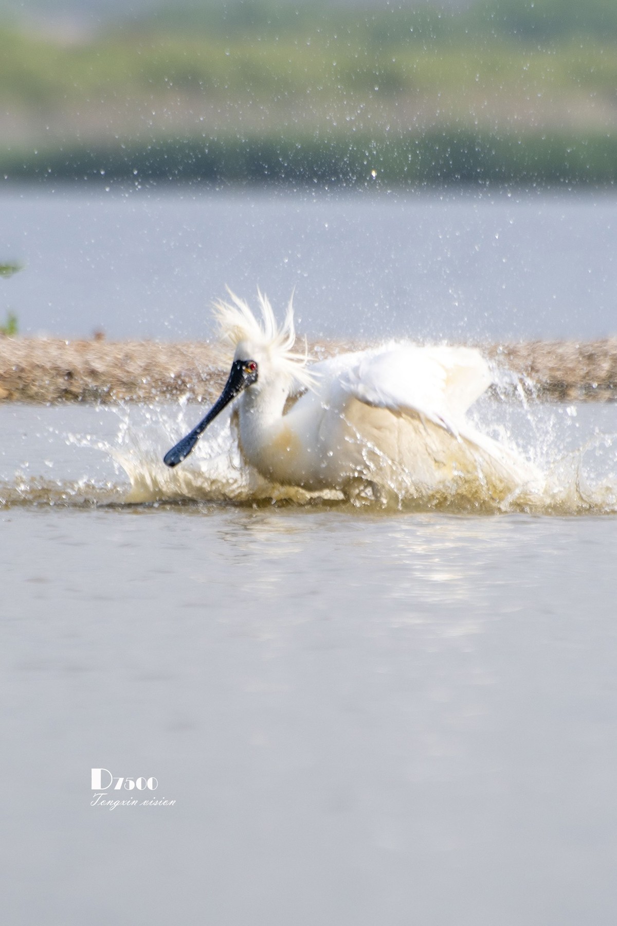 琵鹭嬉水（18）