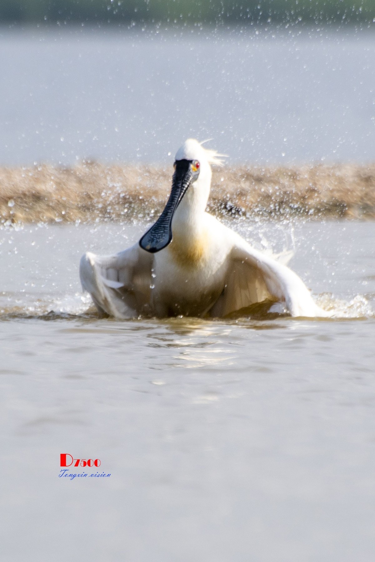 琵鹭嬉水（18）