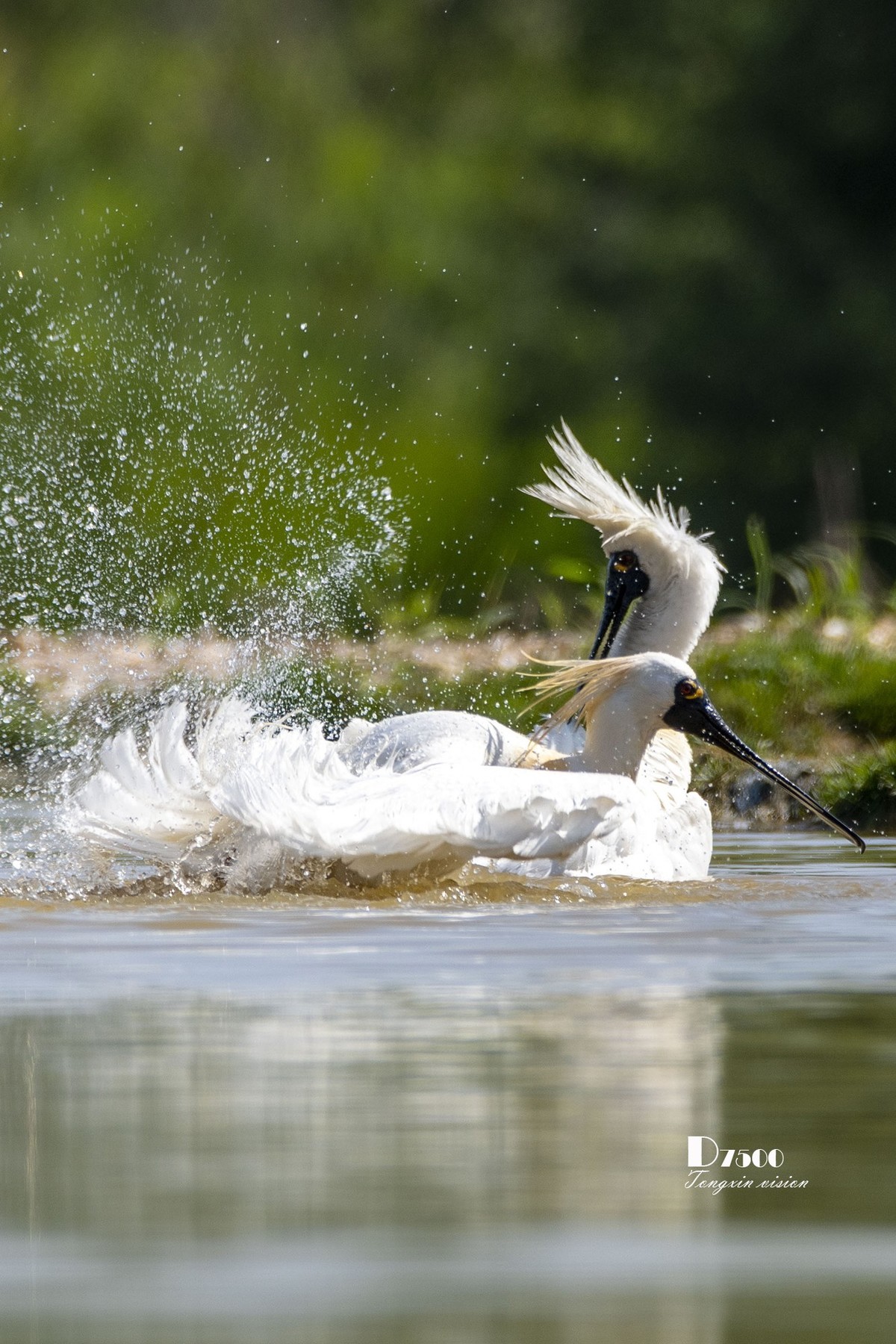 琵鹭嬉水（18）