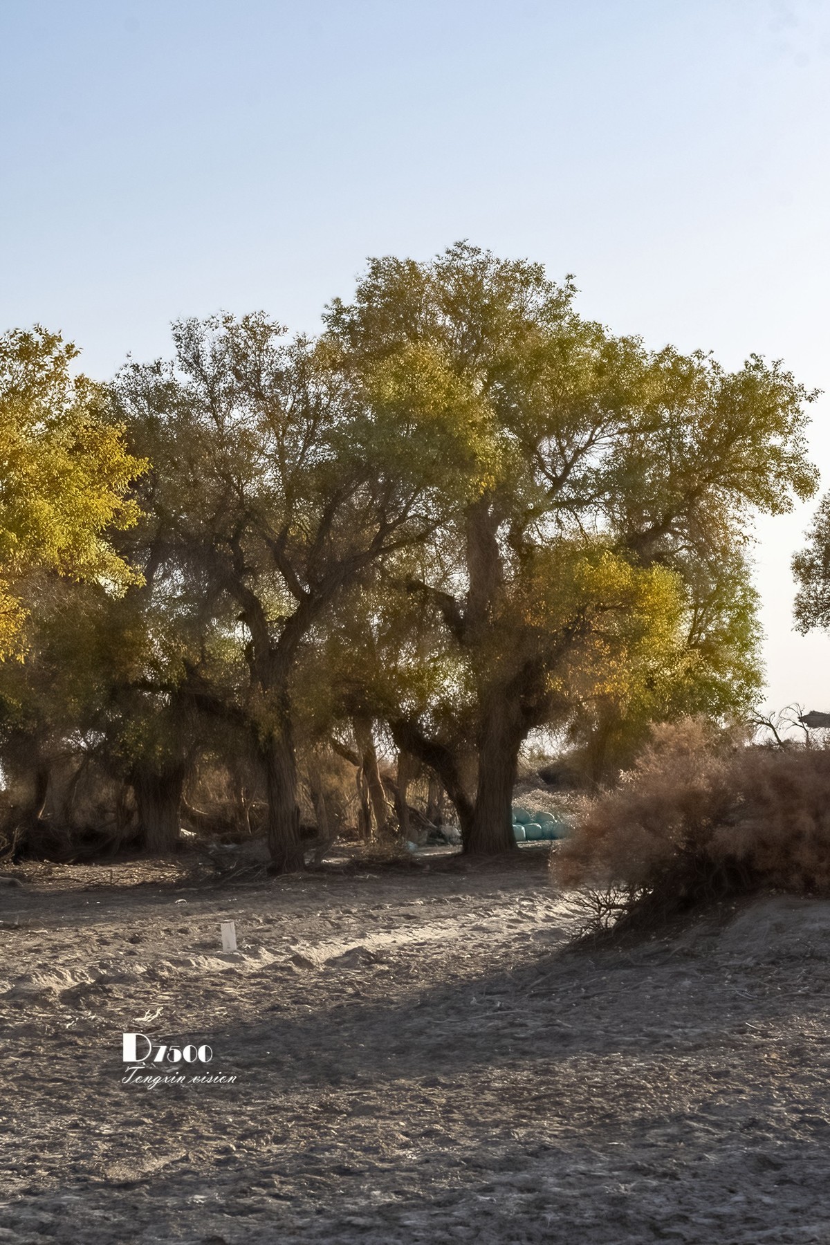 南疆行——轮台塔里木胡杨（4）