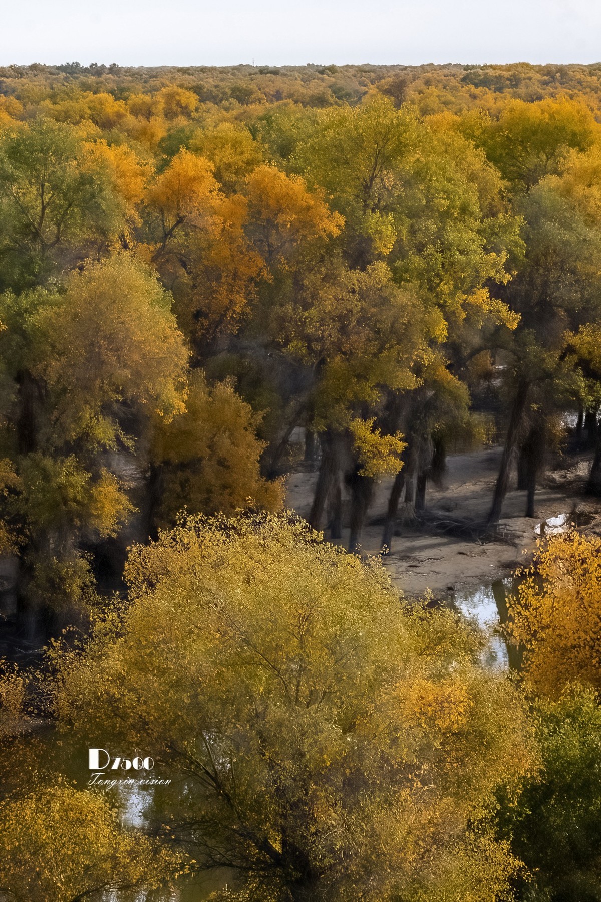 南疆行——轮台塔里木胡杨（4）