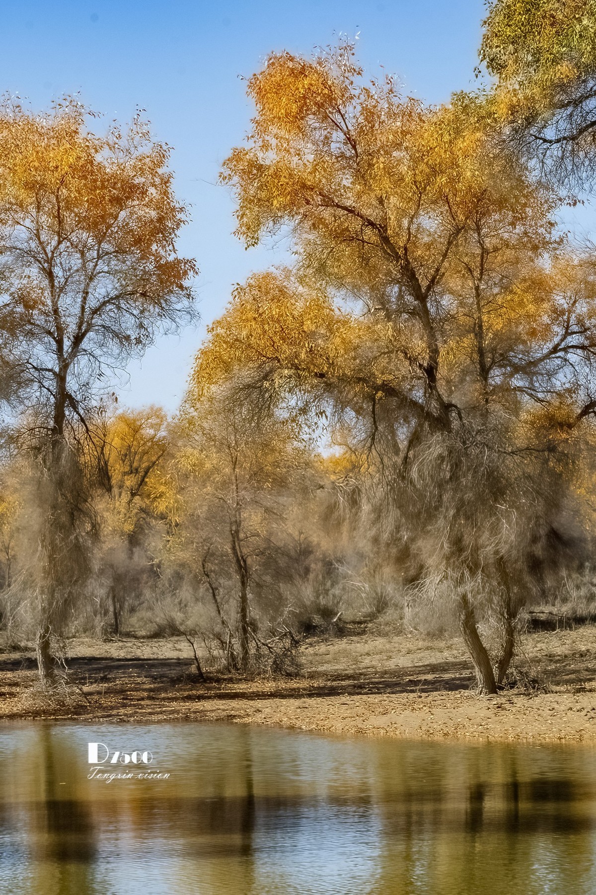 南疆行——轮台塔里木胡杨（4）