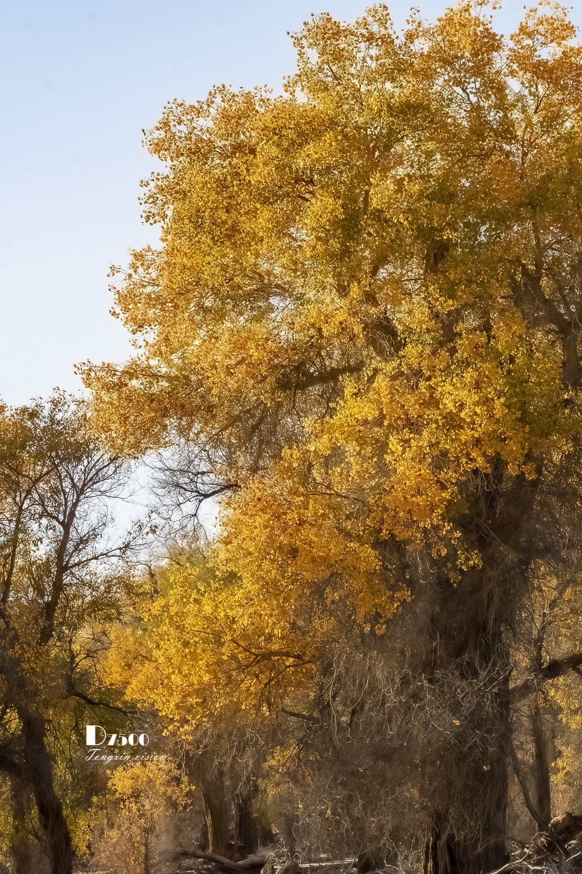 南疆行——轮台塔里木胡杨（4）