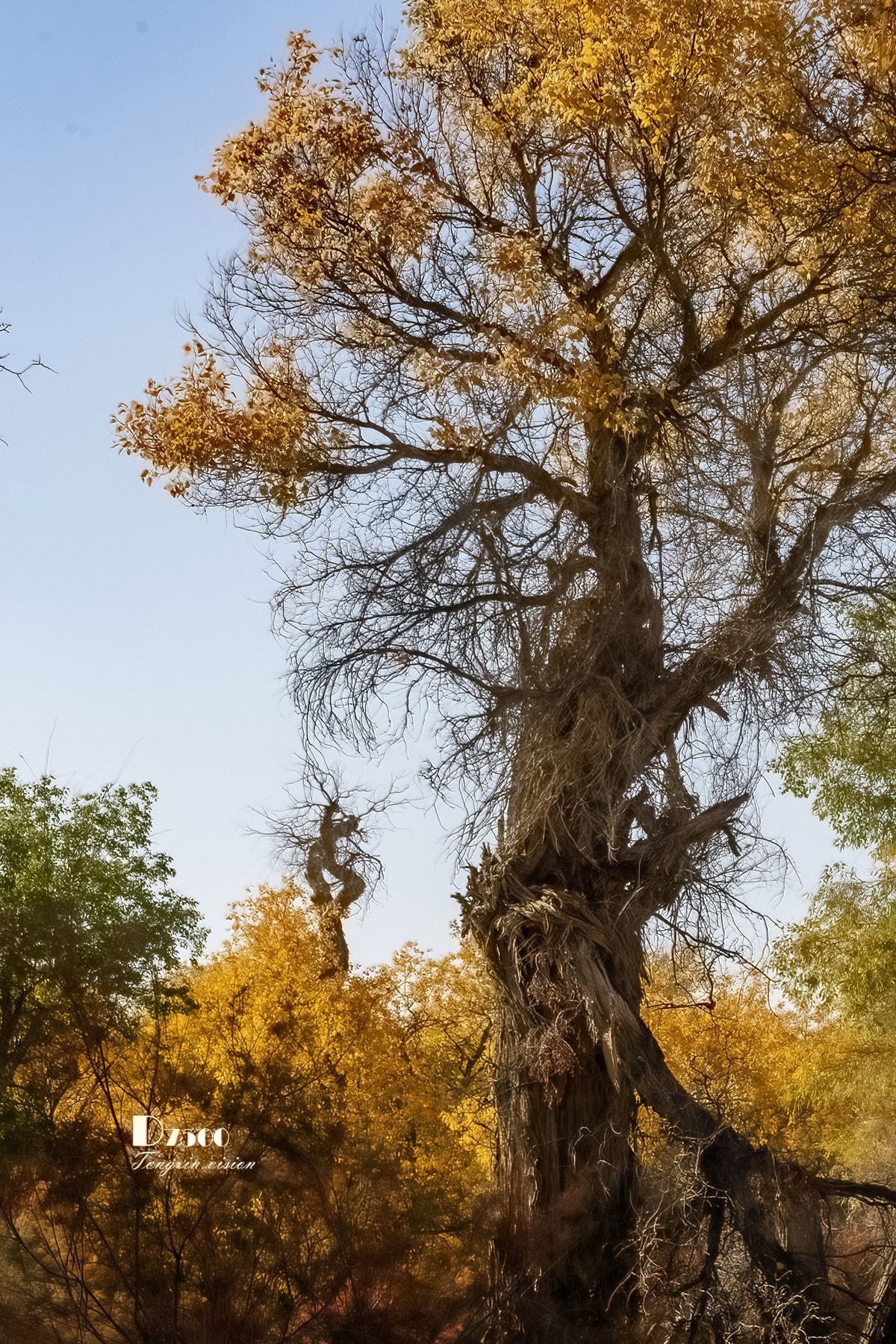 南疆行——轮台塔里木胡杨（4）