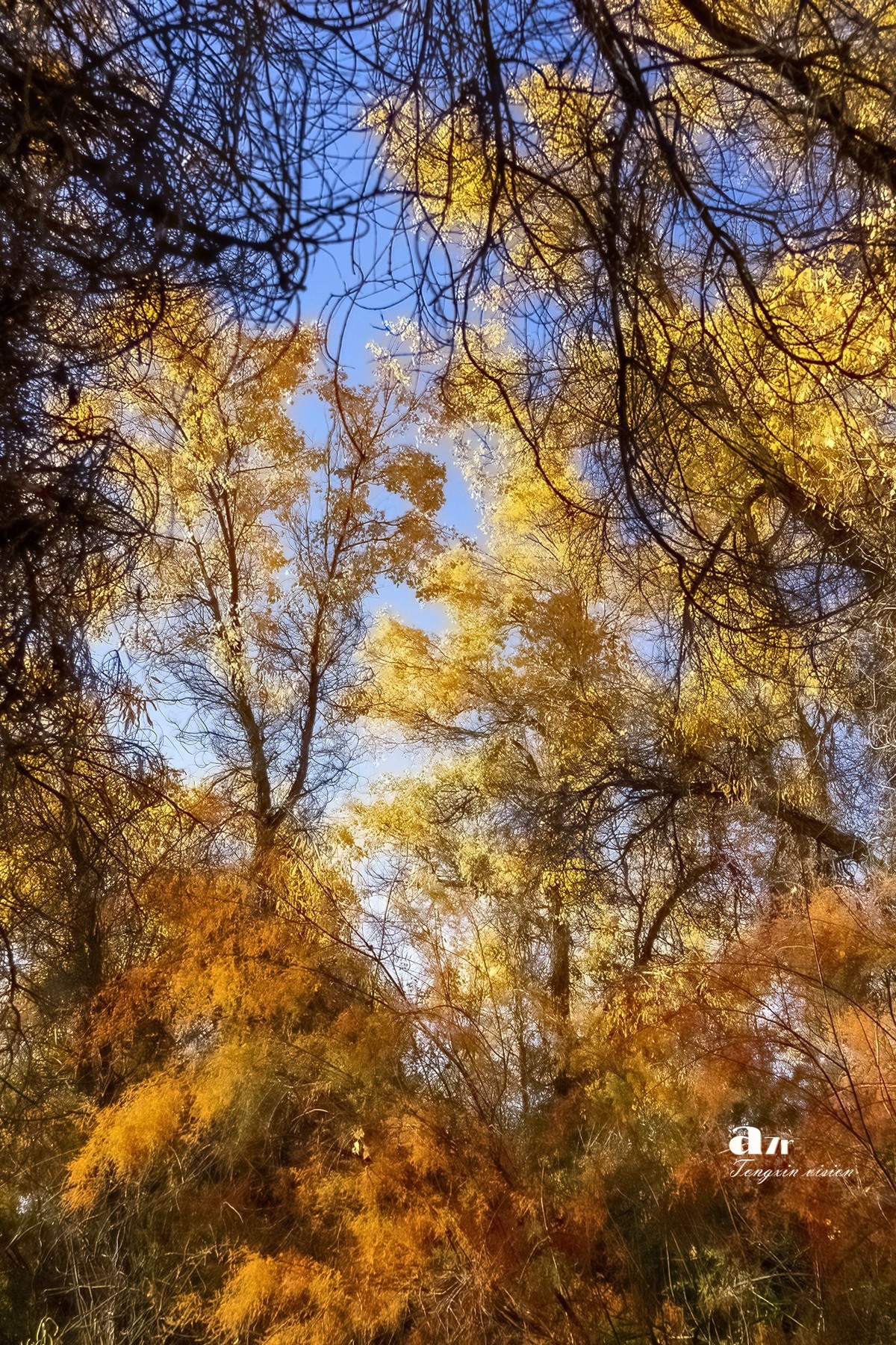 南疆行——轮台塔里木胡杨（4）