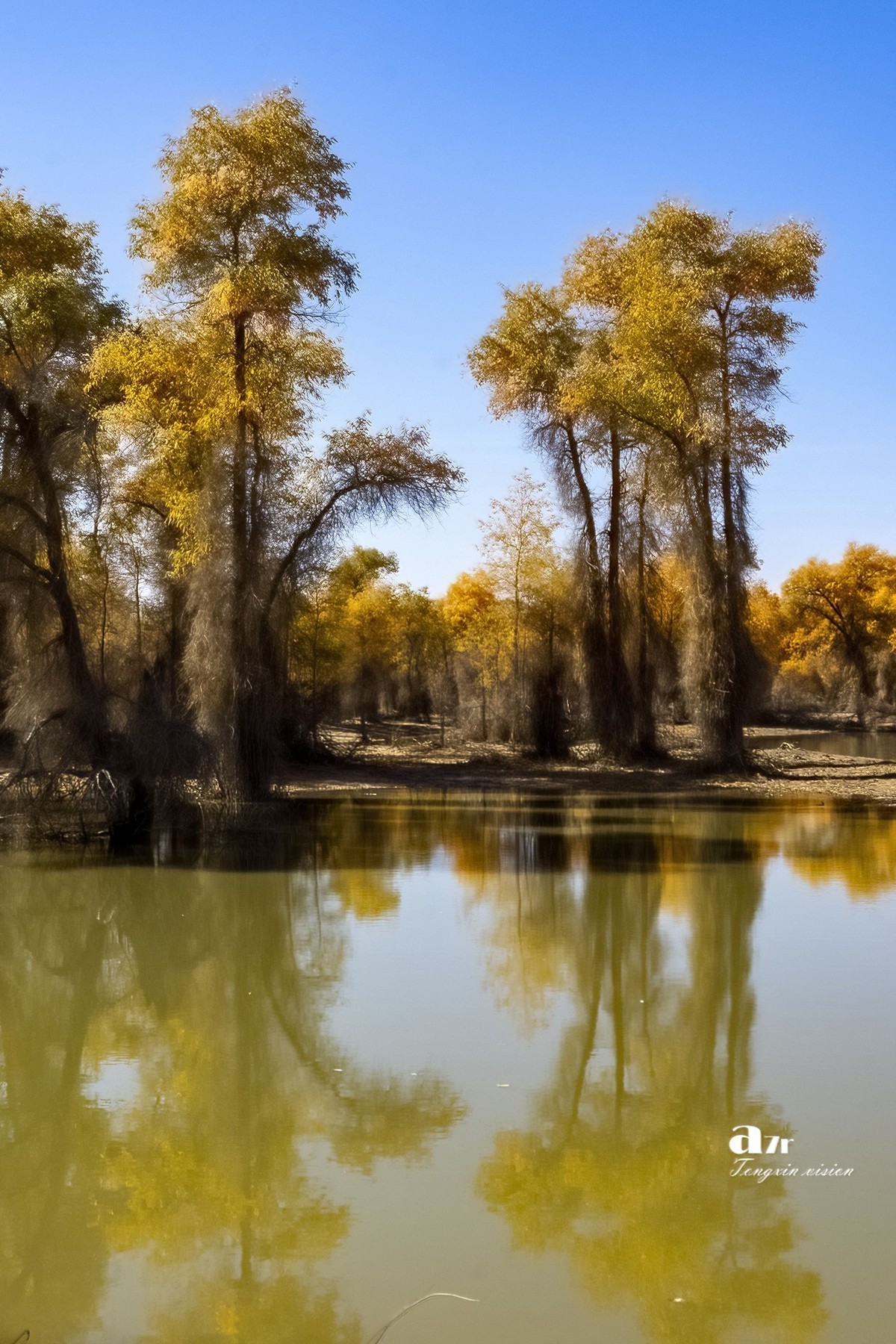 南疆行——轮台塔里木胡杨（4）