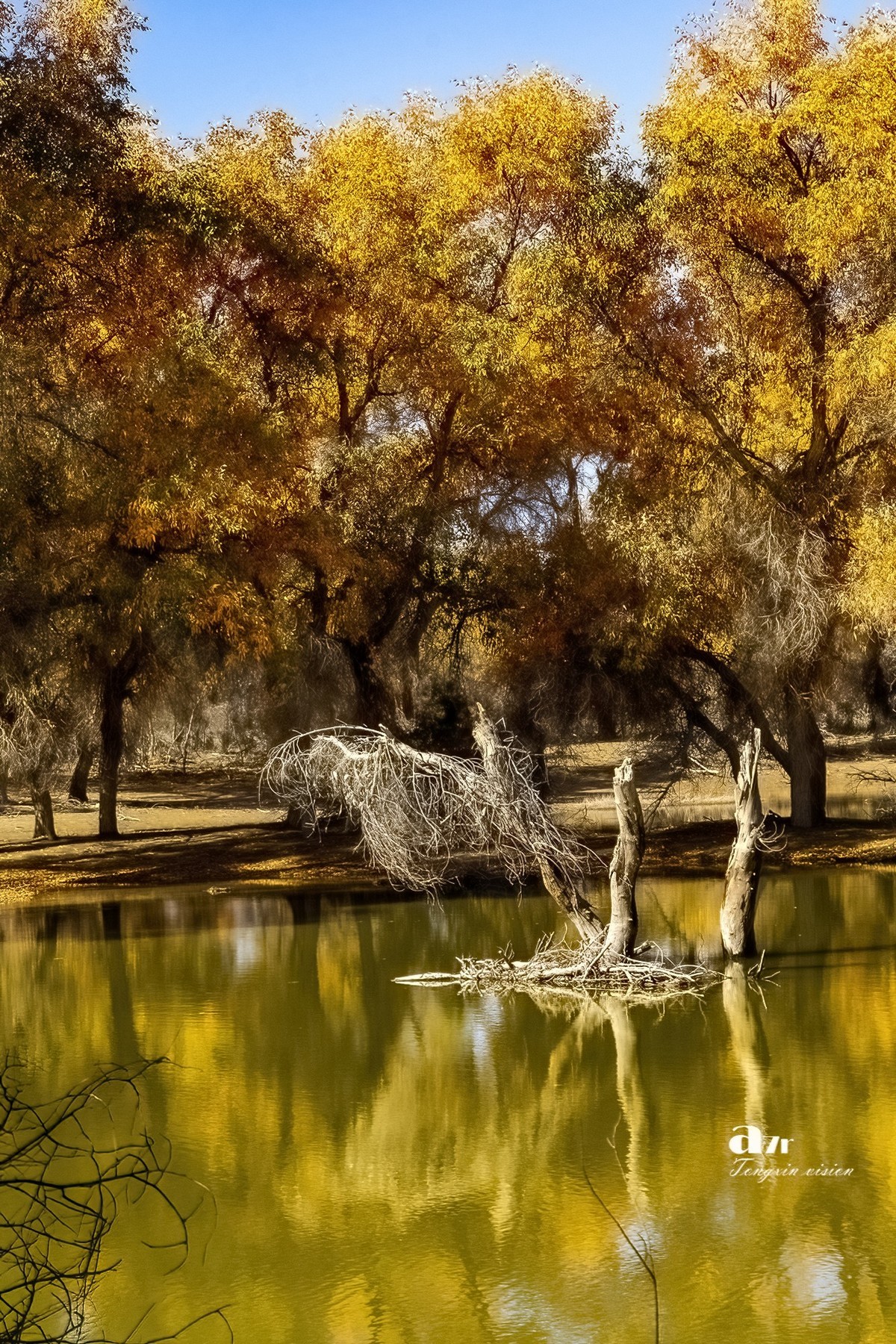 南疆行——轮台塔里木胡杨（4）