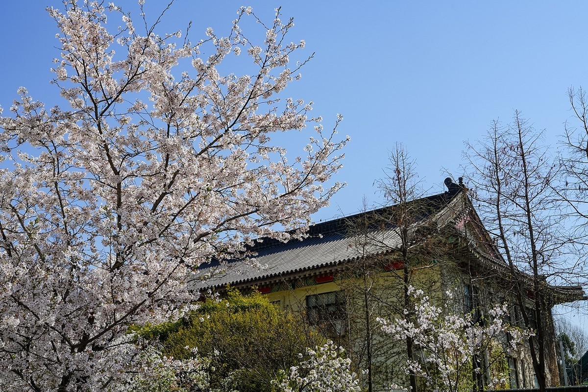 2025年第0370贴-南京鸡鸣寺旅拍（0601）