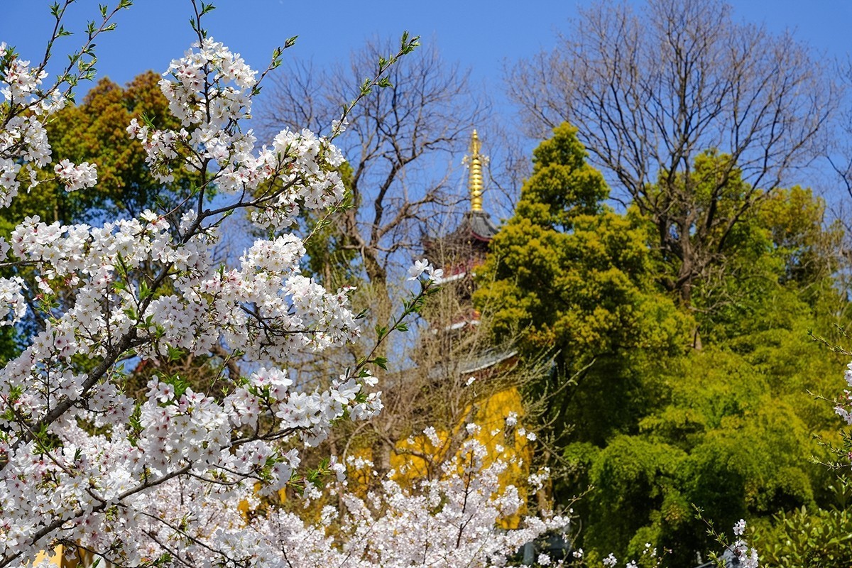 2025年第0370贴-南京鸡鸣寺旅拍（0601）