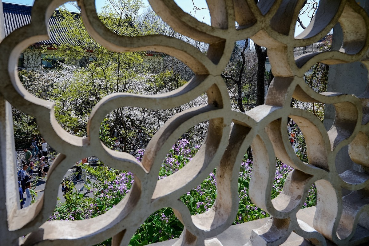 2025年第0372贴-南京鸡鸣寺旅拍（0601）