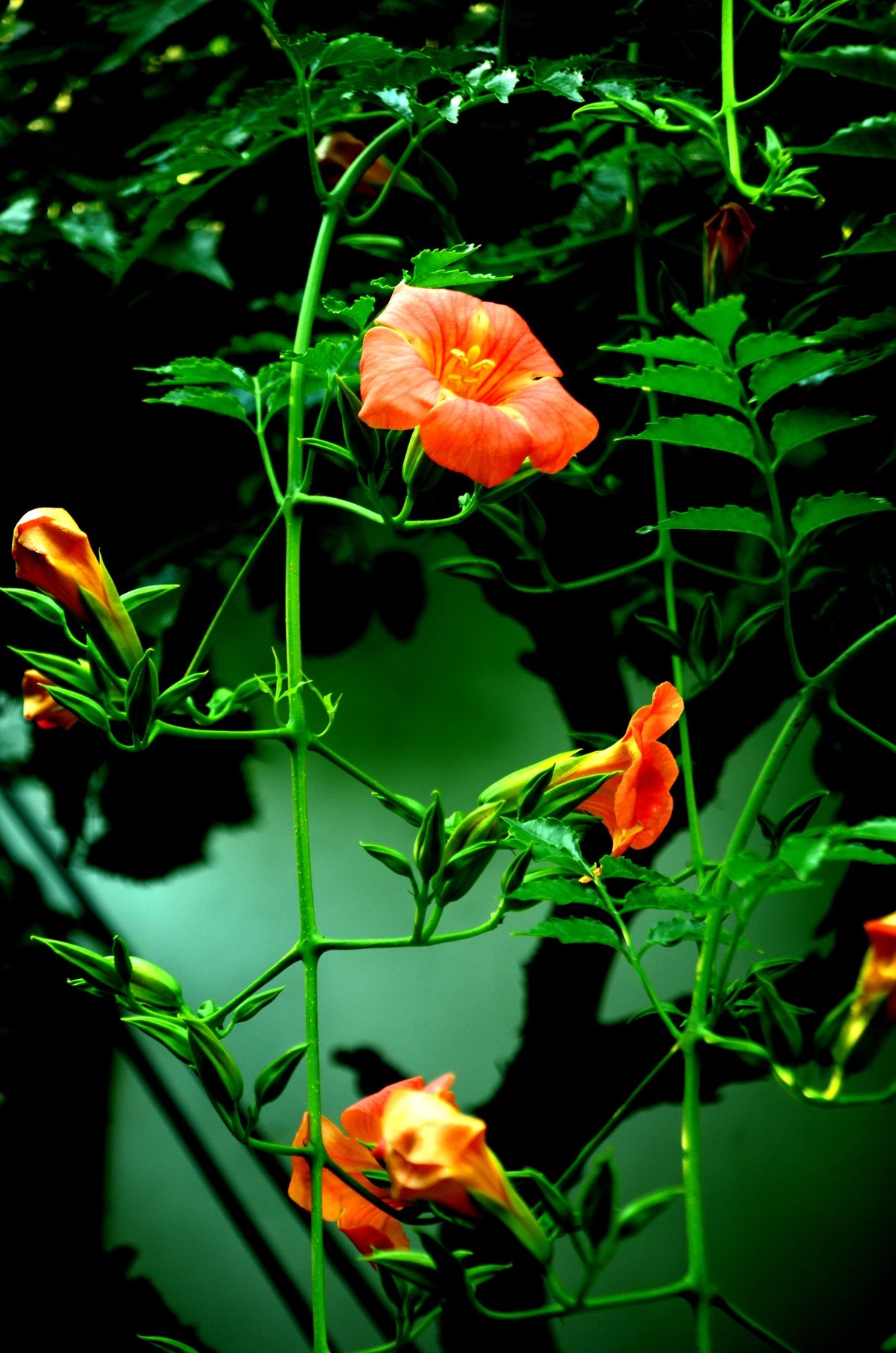 苏州网师园  金鸡湖随拍