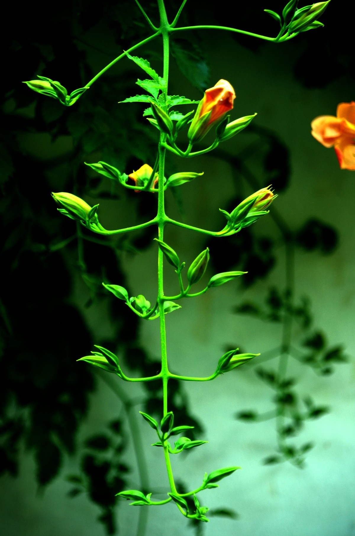 苏州网师园  金鸡湖随拍