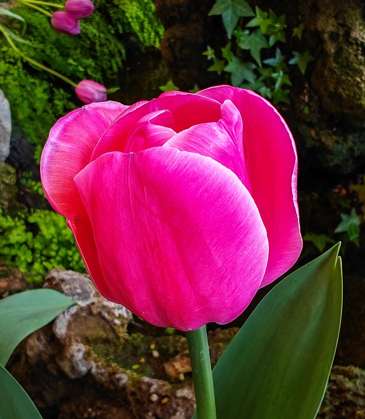 手机游拍20250403《6》