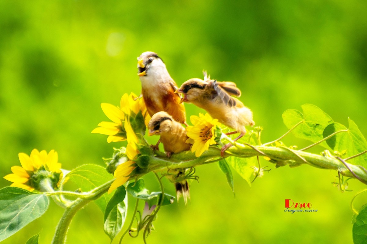 震旦雅雀（165）