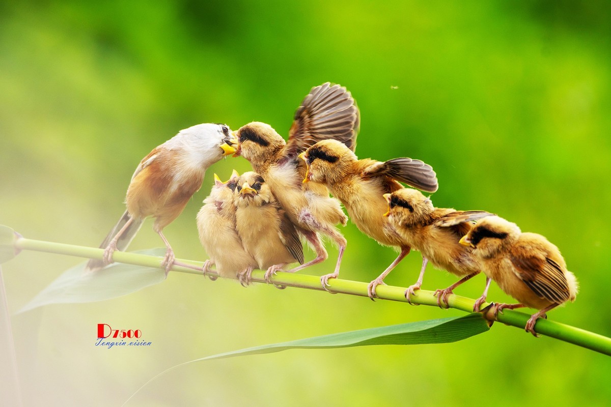 震旦雅雀（165）