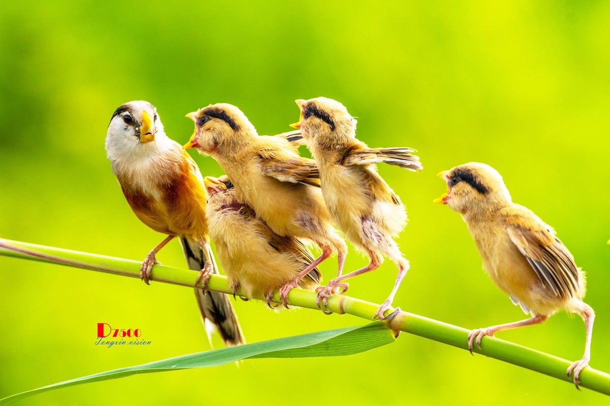 震旦雅雀（165）