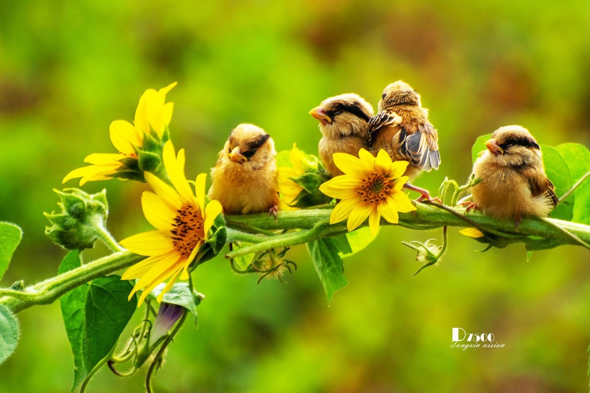 震旦雅雀（165）