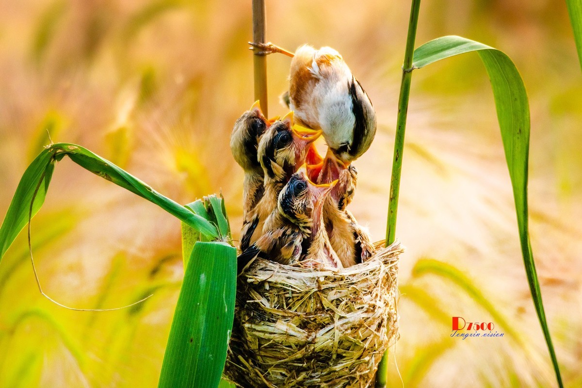 震旦雅雀（165）