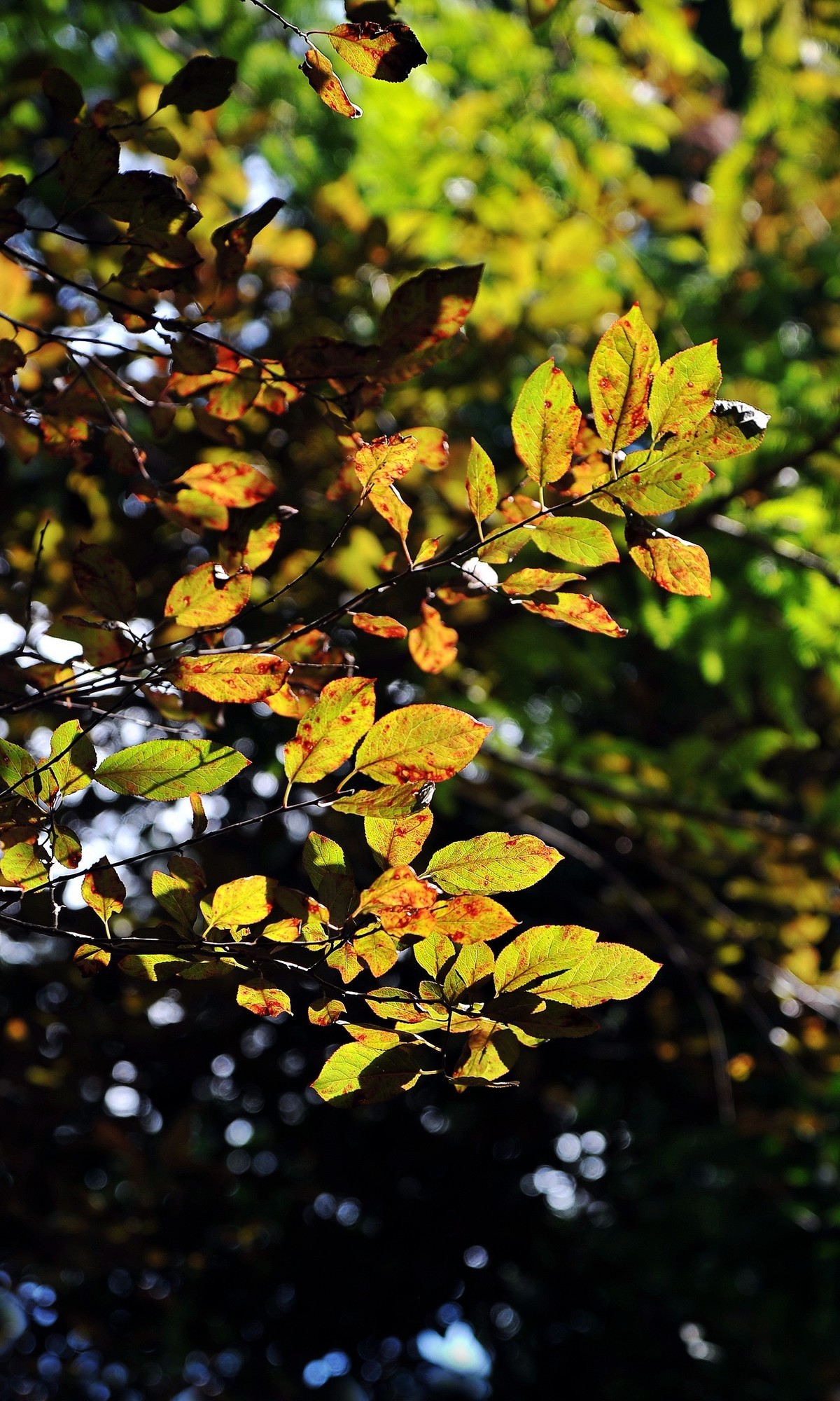 秋日城阳别墅区转悠转悠