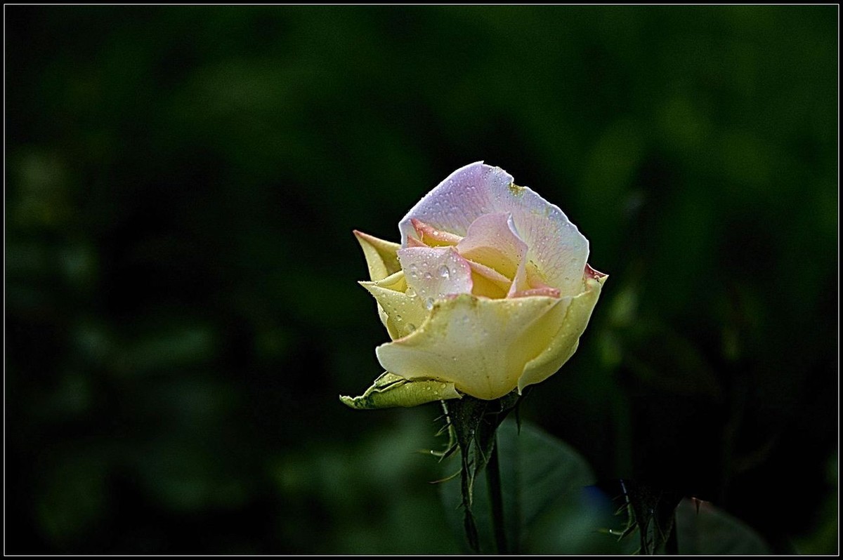 再拍月季花
