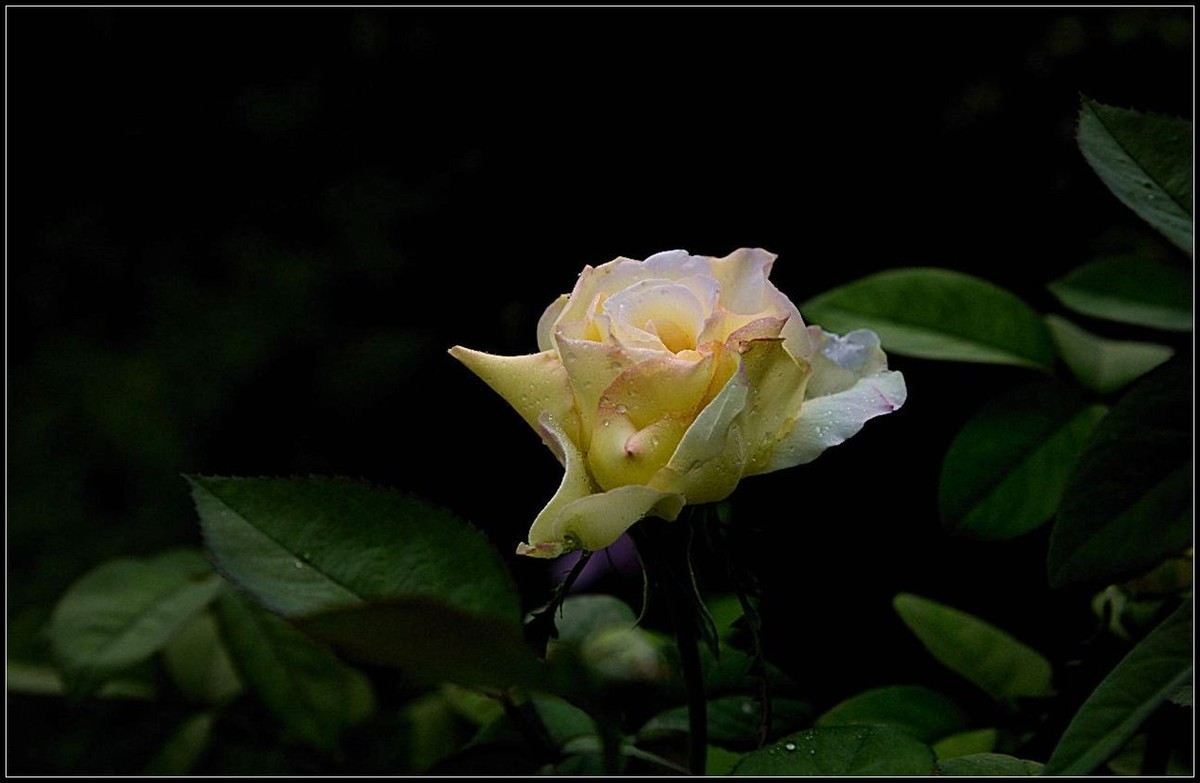 再拍月季花