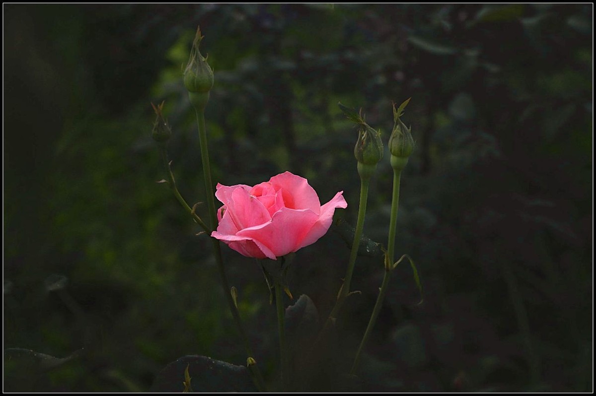 再拍月季花