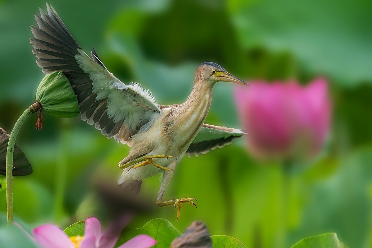盛夏池塘中的精灵-黄尾鳽