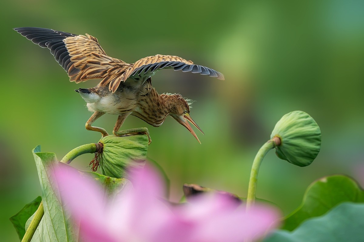 盛夏池塘中的精灵-黄尾鳽
