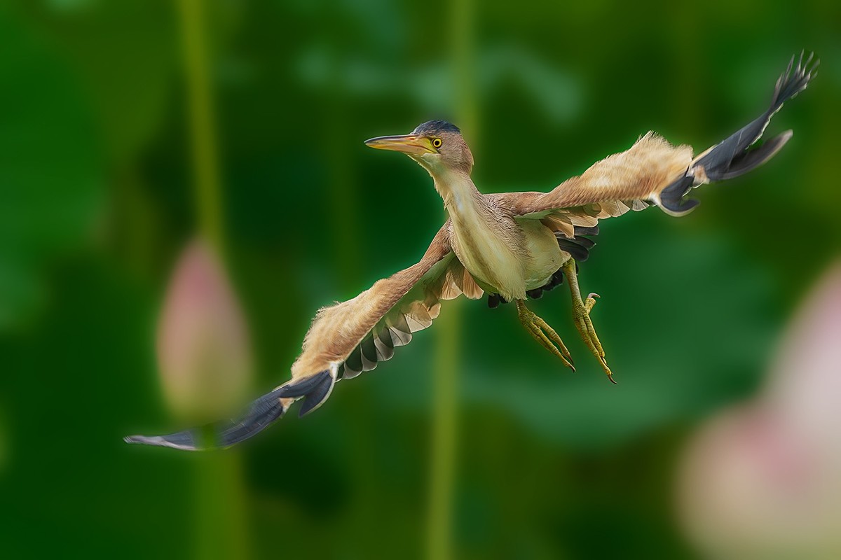 盛夏池塘中的精灵-黄尾鳽