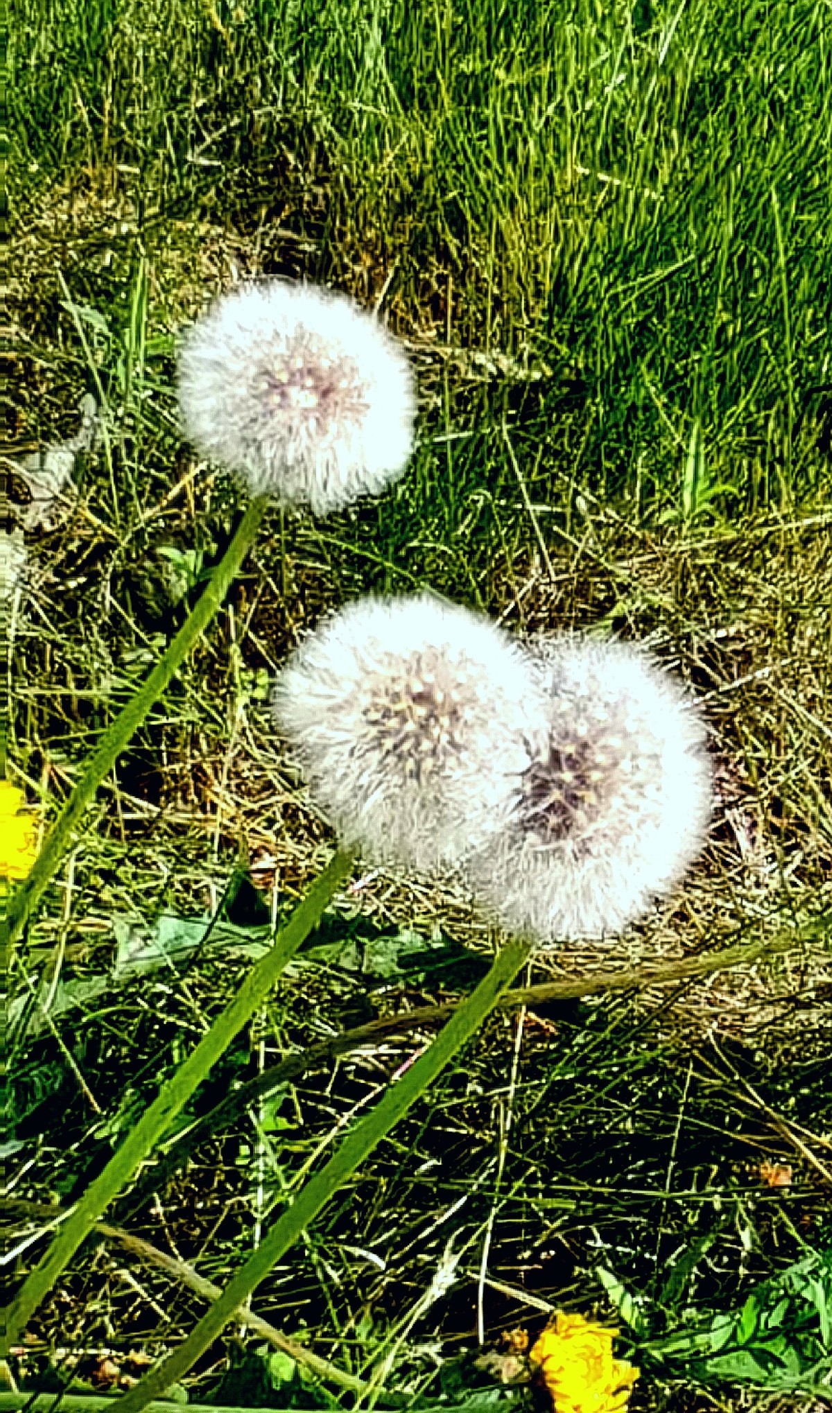 大兴安岭山花更美......