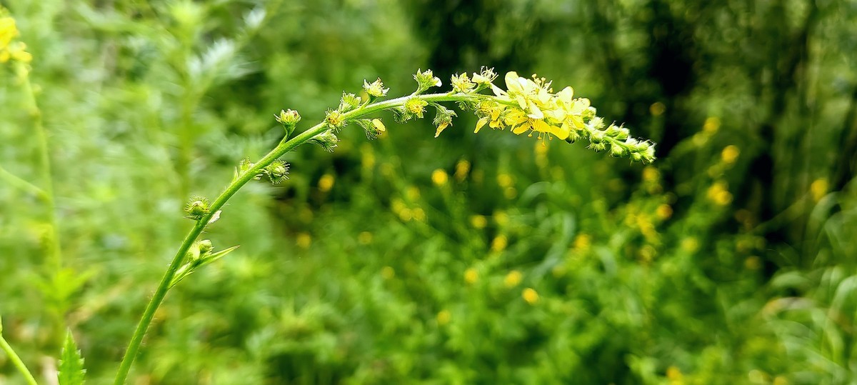 大兴安岭山花更美......