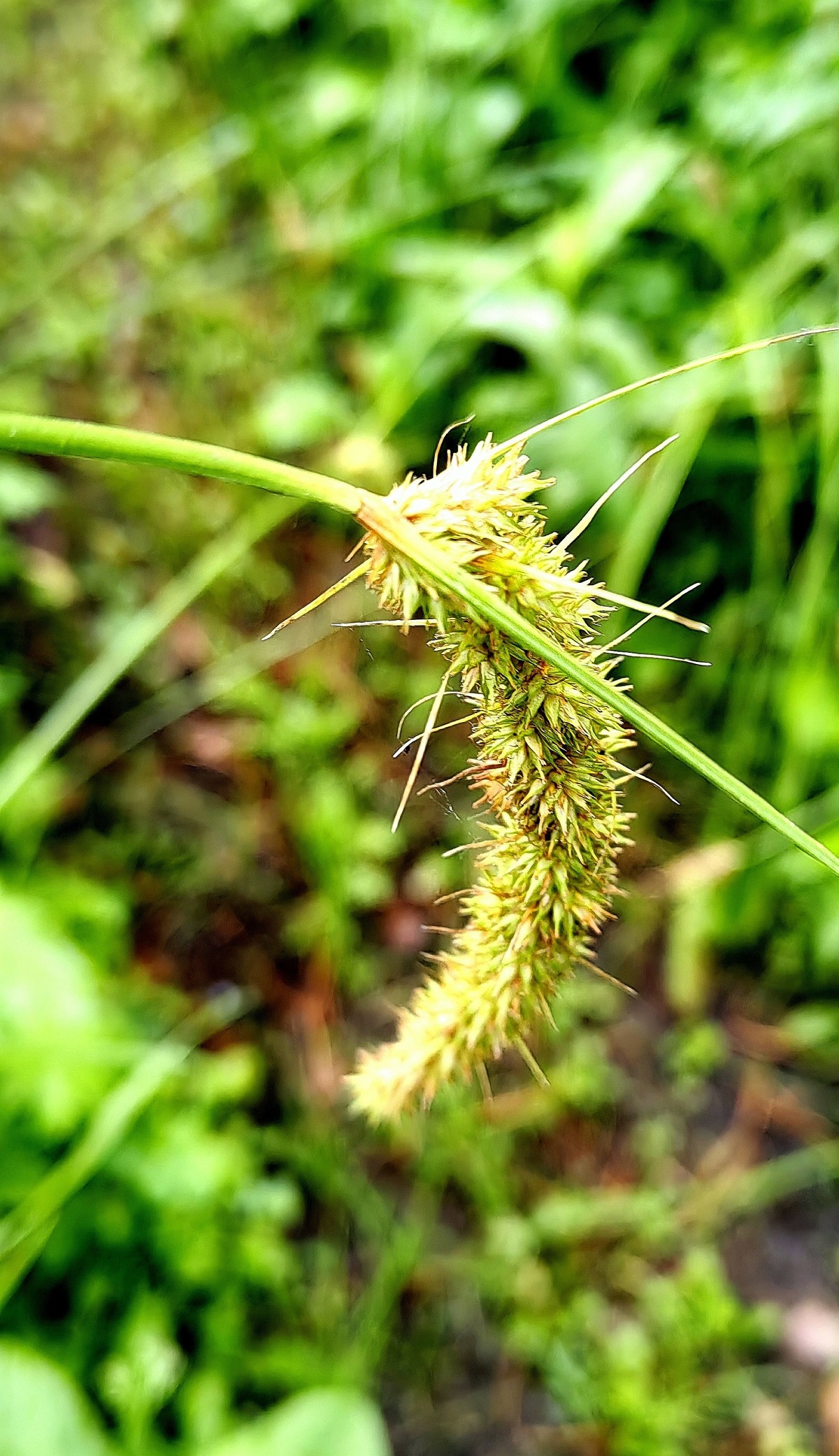 大兴安岭山花更美......