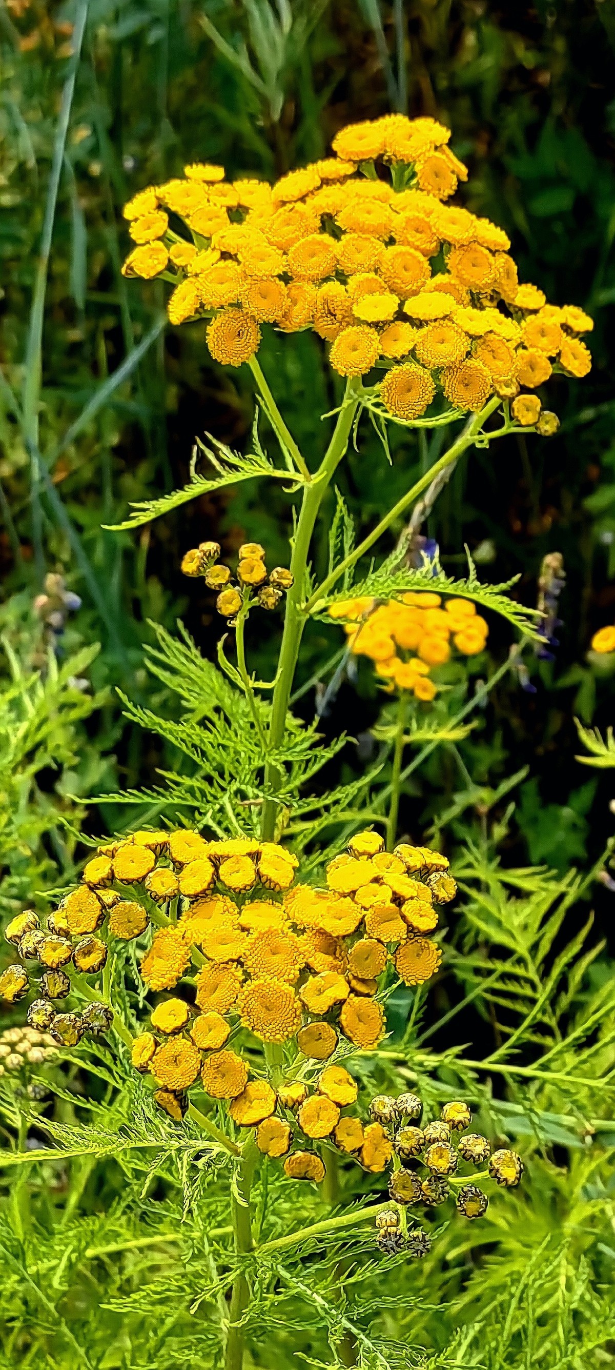 大兴安岭山花更美......