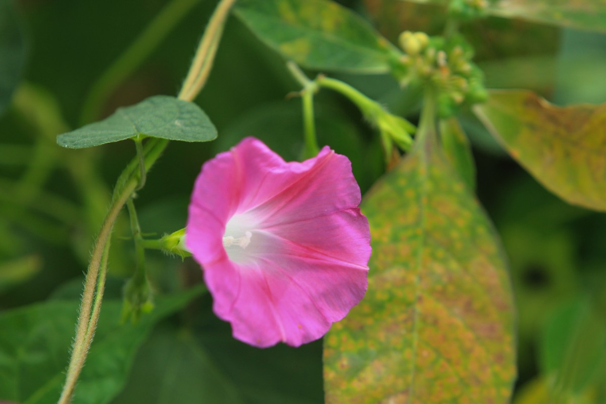 拍摄花卉一（378）