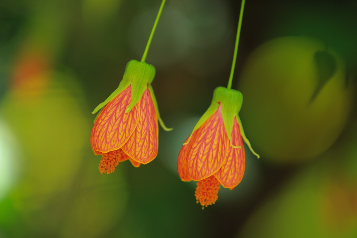 拍摄花卉一（378）