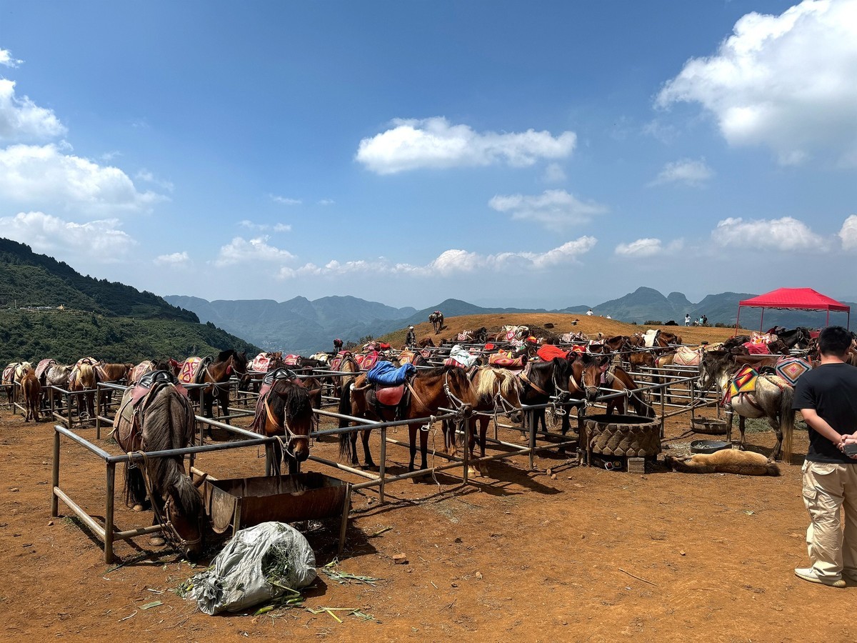 乌蒙大草原---:贵州[手机图】2