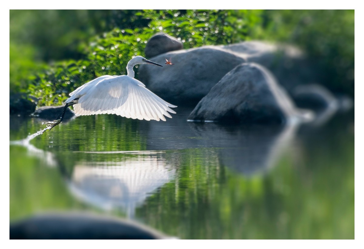 尼康D850拍白鹭2