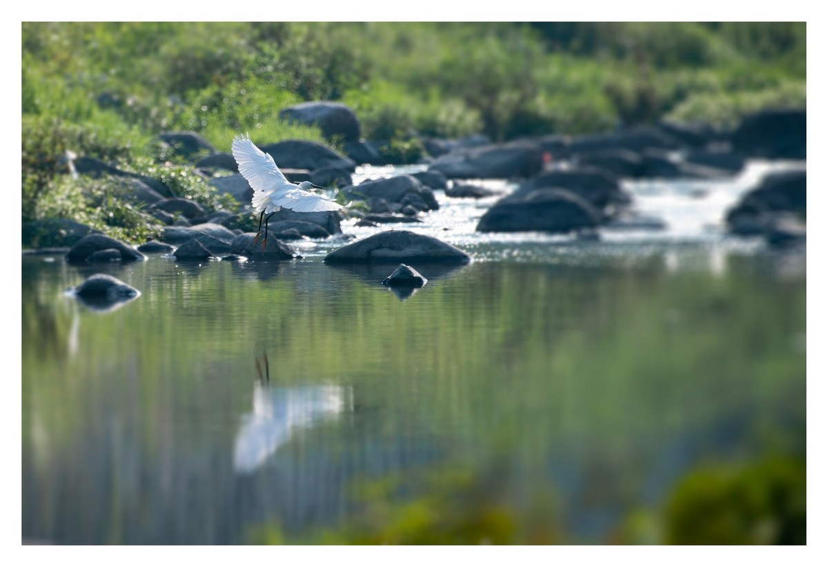 尼康D850拍白鹭2