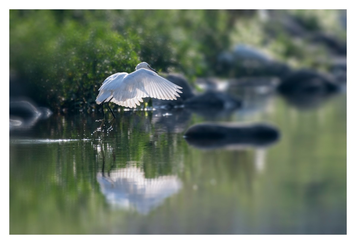 尼康D850拍白鹭2