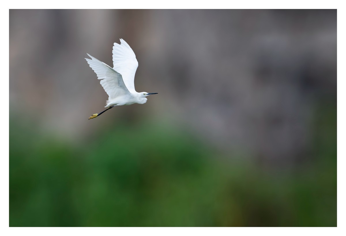 尼康D850拍白鹭2