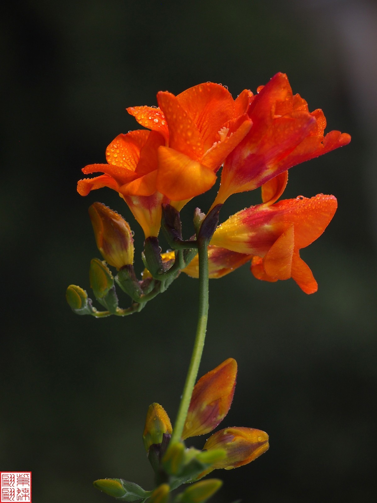 拍下香雪兰开花的时节18