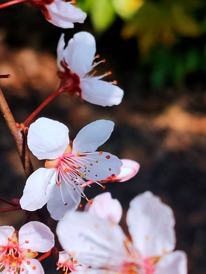 花卉系列【3870】