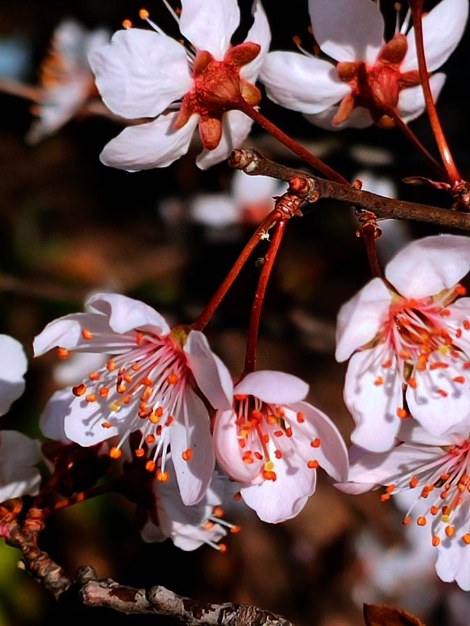 花卉系列【3870】