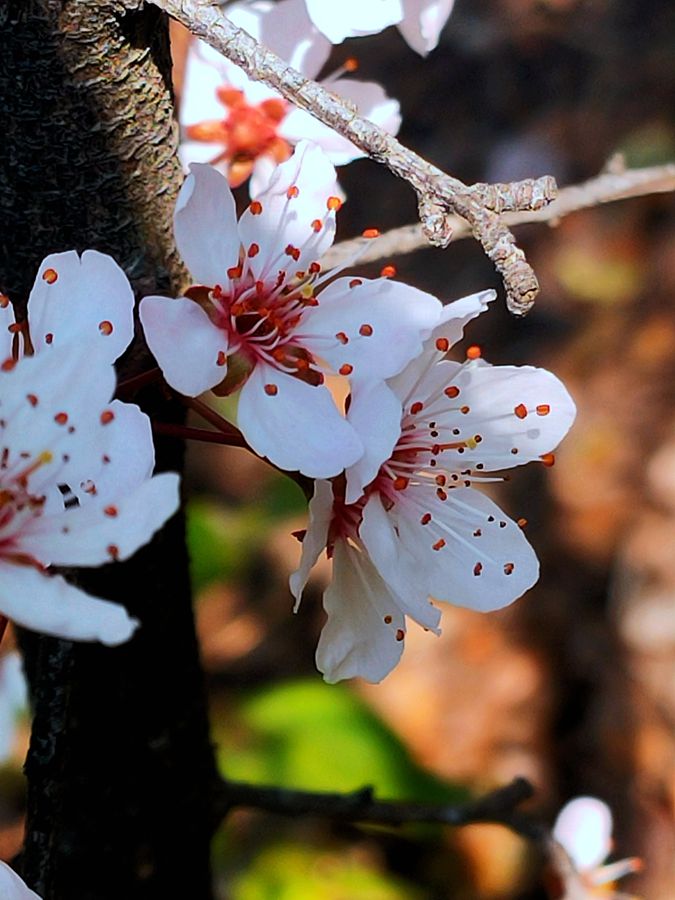 花卉系列【3870】