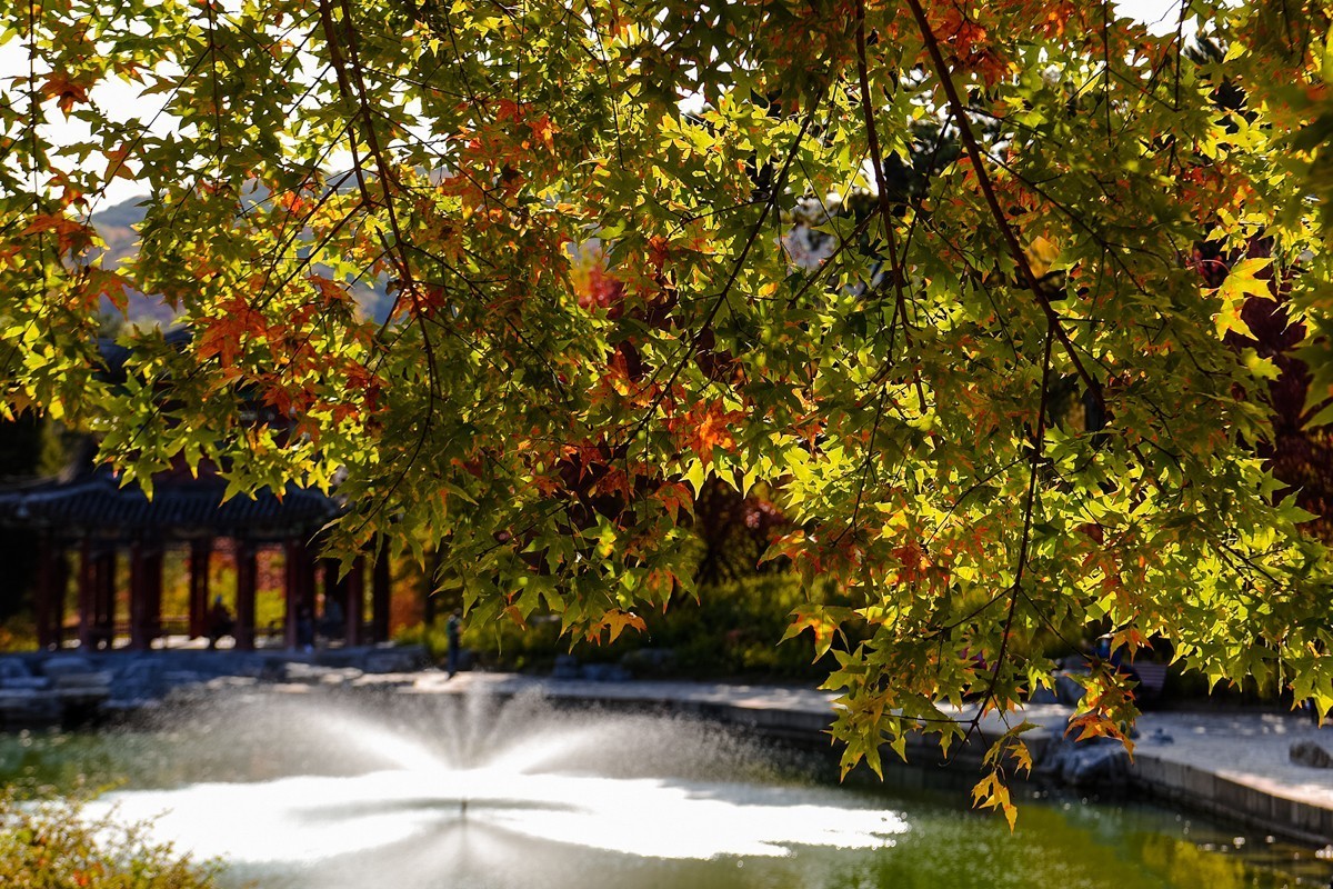 2022年第906贴-香山公园红叶季-1（1104F）