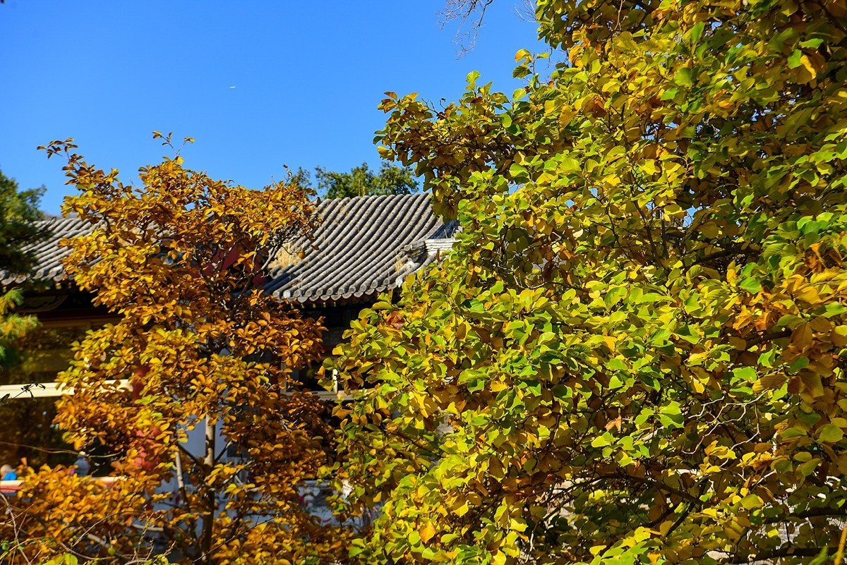 2022年第906贴-香山公园红叶季-1（1104F）