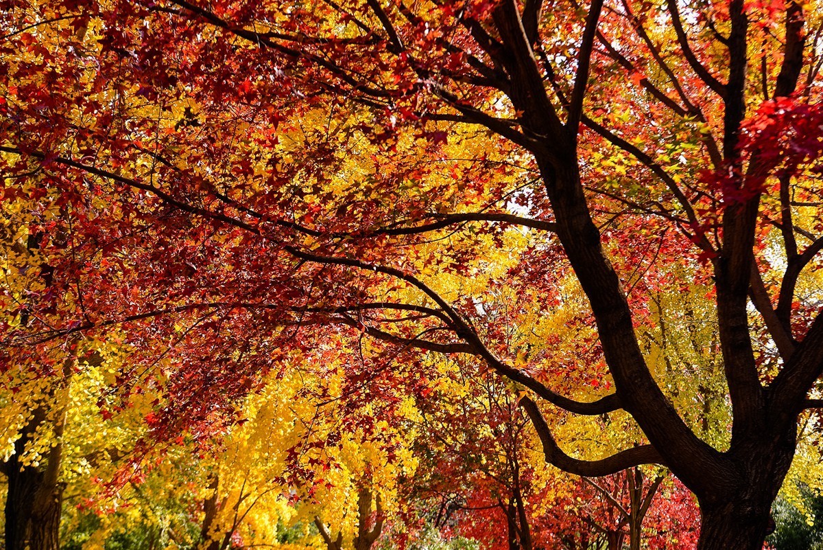 2022年第906贴-香山公园红叶季-1（1104F）