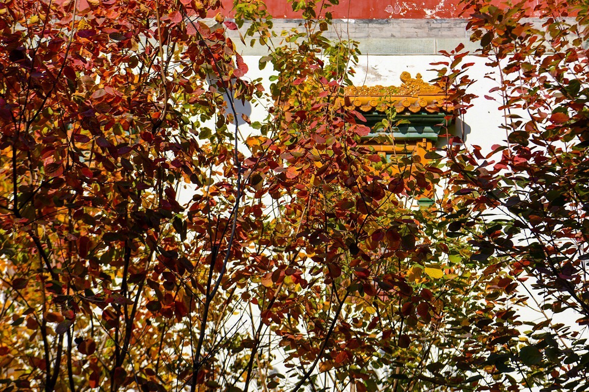 2022年第907贴-香山公园红叶季-2（1104F）