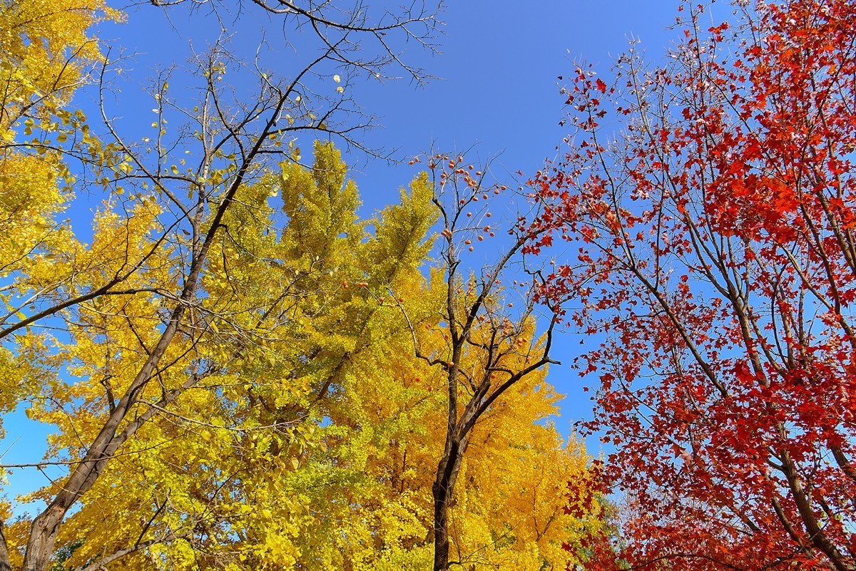 2022年第907贴-香山公园红叶季-2（1104F）