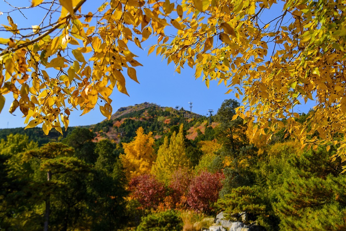 2022年第907贴-香山公园红叶季-2（1104F）
